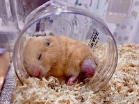 仓鼠饲养新手必看！如何让你的小家伙健康快乐成长？