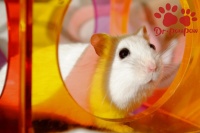 如何让仓鼠保持身体健康？