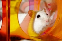 哪些表现说明仓鼠的身体很健康？