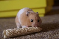 市面上的黄金仓鼠真的都是一脉相承的吗？