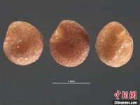 榕城海关在仓鼠饲料中检出有害生物菟丝子种子