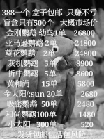 男子花388元购买“鹦鹉盲盒” 获刑七个月