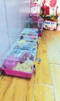 学校附近礼品店可寄养动物 小学生省早餐养仓鼠