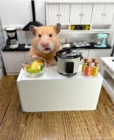 仓鼠能活多久（你猜）