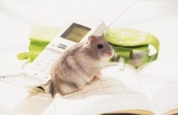 关于仓鼠的小知识，你都知道吗？