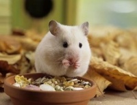 小仓鼠可以长到多大？能活多久？