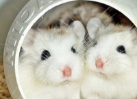 仓鼠的寿命有多久？