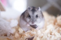 仓鼠能养多久，寿命多长？