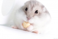 小仓鼠寿命有多长？