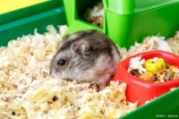 仓鼠的寿命有多久？如何延长你的宠物仓鼠的寿命？