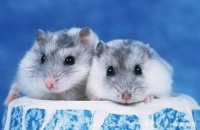 小小仓鼠的寿命到底有多长？如何饲养才能让它们伴人更久？