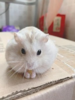 仓鼠能吃哪些水果