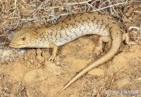 世界上“最懒惰”的二十三种动物，没有最懒只有更懒，真能睡！