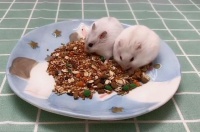 小仓鼠吃什么粮食？