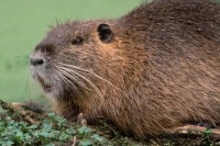 麝鼠养殖的管理技术