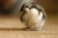 仓鼠的养殖技术要点，做好垫料的铺设，各项管理要细致入微