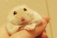 布丁鼠如何喂养才正确？