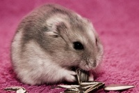 养仓鼠需要注意些什么