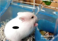 新手怎么养小仓鼠