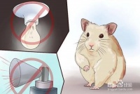 仓鼠怎么养才能活得久