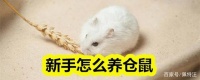 新手怎么养仓鼠，这几点需要避雷