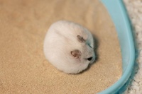 仓鼠要怎么养殖呢？感觉仓鼠很可爱啊