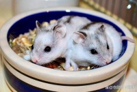 仓鼠怎么养：从选笼到喂食，全方位呵护你的小宠