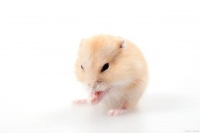 仓鼠要怎么养才能养活？这份养鼠秘籍请收好！