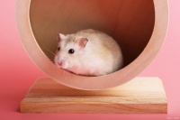 小仓鼠的养殖方法与护理：专业指南