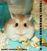 罗伯罗夫斯基仓鼠