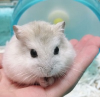 小巧活泼的精灵——仓鼠