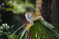自然界中的小巧玲珑——松鼠猴