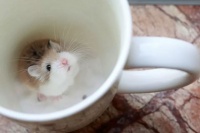 一文带你走进仓鼠世界：仓鼠种类之罗伯罗夫斯基仓鼠