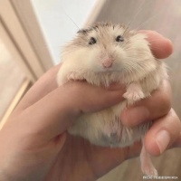 “老气横秋”的侏儒鼠，你知道是谁吗？