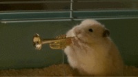 仓鼠全品种介绍，现实版“哈姆太郎”了解一下~