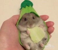 什么仓鼠好养又温顺