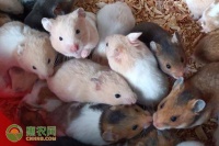 仓鼠品种有哪些？