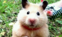 最漂亮最受欢迎的八种仓鼠，第一名竟然是老婆婆仓鼠！