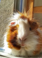 宠物家养荷兰猪线上销售与抖音小店开通秘籍