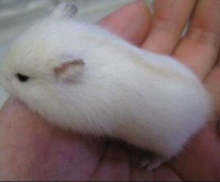 仓鼠有哪些品种?仓鼠品种介绍