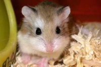 7种适合新手养的仓鼠，看看有没有你心仪的？