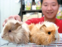 宠物鼠会“唱歌”每只300元