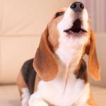 类似公园小狗怒吠的声音