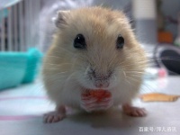 萌萌的仓鼠喜欢咬人，这是什么坏毛病呢？原来是因为这样