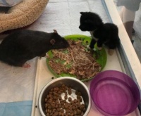 刚捡的小奶猫竟然觉得家养的宠物鼠是妈妈，老鼠吓得四处逃跑