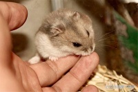 仓鼠咬伤小孩手指，需要接种疫苗吗？