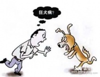 炎炎夏日，狂犬病防制指南