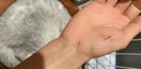 被宠物猫抓伤怎么办？伤口应该怎么处理？怎样避免被宠物猫抓伤？