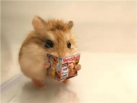 怎么给鼠鼠洗澡