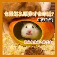 仓鼠怎么喂养才会跟人很亲近